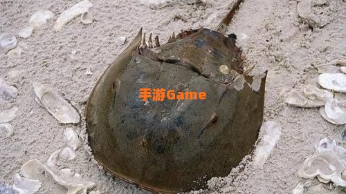 有活化石之称的野生动物是