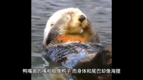 有活化石之称的野生动物是