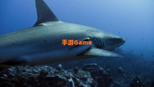鲨鱼影视