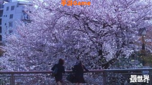 樱花影视