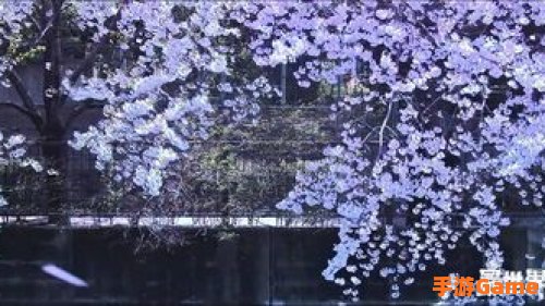 樱花影视