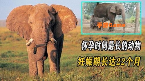 大象一般怀孕多久：揭秘22个月漫长孕期与母爱呵护