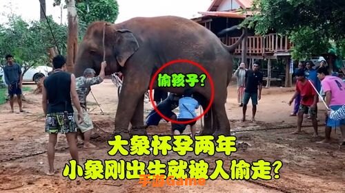 大象一般怀孕多久